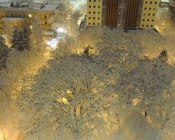 Image of Crows roosting in trees in Los Angeles