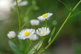 Kết quả hình ảnh cho HOA DAI