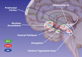 Image result for ventral striatum