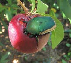 Résultat de recherche d'images pour "metallic green fig beetle"