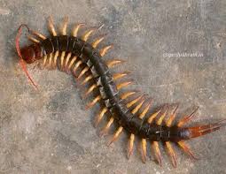 Did you know? House Centipedes are useful. Do not kill them ...