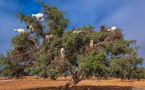 Image result for goat tree