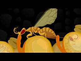 Resultado de imagem para fig wasps in florida