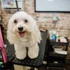 Story image for Best Pet Supplies Pet Grooming Supplies Pet Shampoo Conditioner For Sale from Huffington Post