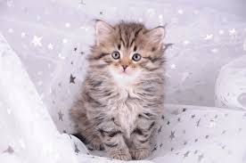 Résultat de recherche d'images pour "chaton trop mignon"