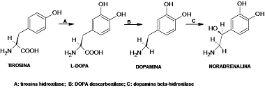 Resultado de imagem para neurotransmissores moléculas