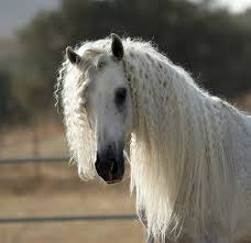 Znalezione obrazy dla zapytania konie