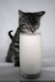 Pourquoi vaut-il mieux ne pas donner de lait son chat? Vet and