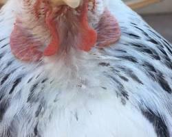 Image of chicken sleeping with one eye open