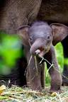 Image result for Baby elephant one day old