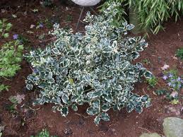 Ilex aquifolium \u0026#39;Silver Queen\u0026#39;