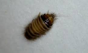 Image result for wooly bears