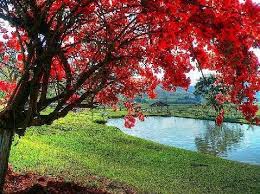 Image result for árvore frondosa.