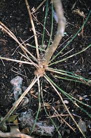 Image result for Pentarhopalopilia umbellulata