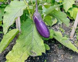 Eggplant plant