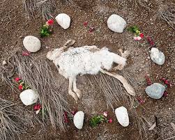 「human roadkill」の画像検索結果