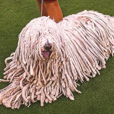 2026 WKC Dog Show: Everything To Know About This Year's Competition