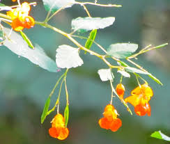 Image result for jewelweed