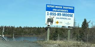 Moose Crossing Sign