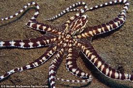 Image result for octopus its blood