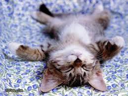 Image result for images of sleep