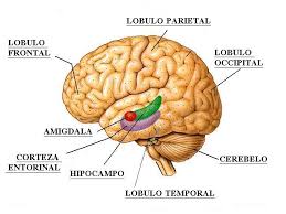 Resultado de imagen de lobulos y hemisferios del cerebro