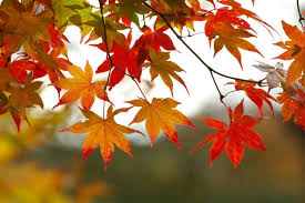 Image result for fall weather