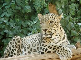 Image result for leopard