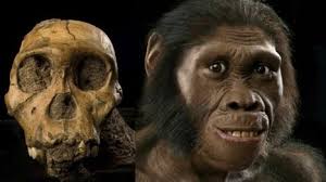 Resultado de imagen para Australopithecus