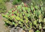 How to Propagate a Cactus From a Paddle Home Guides SF Gate