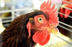 Image result for rooster