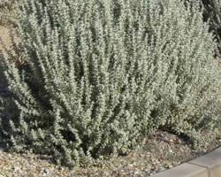 Image of Leucophyllum zygophyllum Texas sage