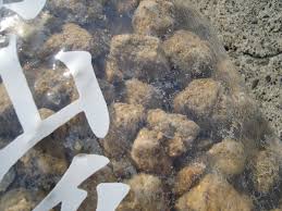 「ボラ土」の画像検索結果