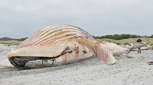 Timmy the Whale’s Million-Dollar Rescue Bill: Who Foots the Cost for Saving a National Icon?
