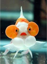 Bilderesultat for funny fish