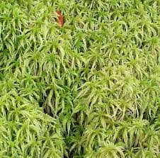 Image result for peat moss