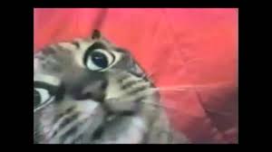 Résultat de recherche d'images pour "cat toothbrush gif"