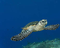 Image of Hawksbill turtles Cambodia