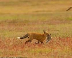 تصویر روباه شکارچی خرگوش
