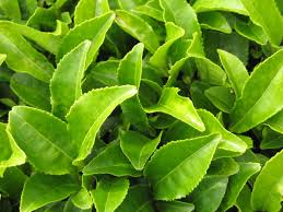 Image result for green tea
