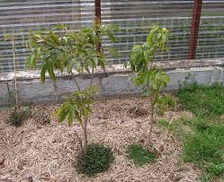 Image result for lychee trees