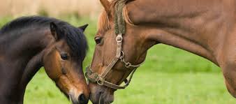 Image result for HORSE