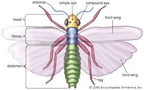 Resultado de imagen de the insects for kids