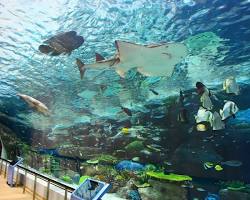 名古屋港水族館の画像