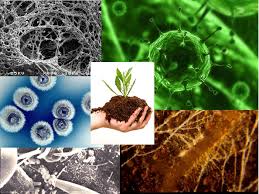 Image result for organisms and their environment