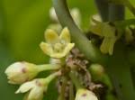 Image result for Marsdenia gazensis