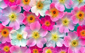 Image result for flowers