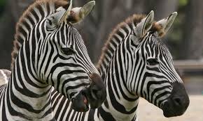 Résultat de recherche d'images pour "domesticated zebra"