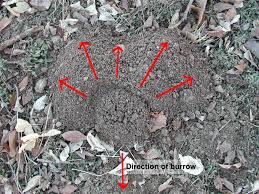 Image result for pocket gophers