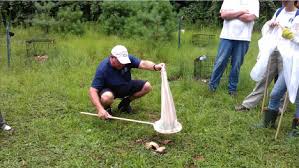 Image result for Entomology Studies